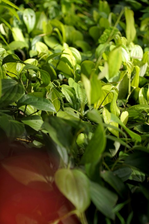 दैनिक स्वास्थ्य